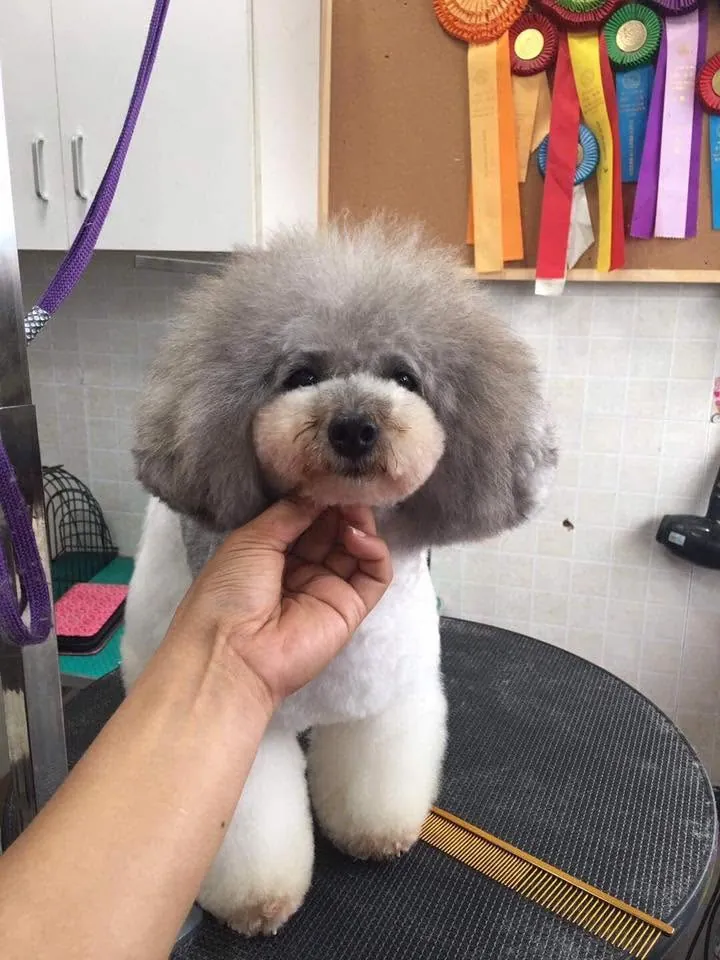 A grey and white poodle cross with a freshly sculpted round teddy face, held gently under the chin on the grooming table